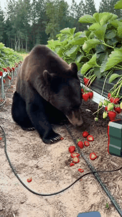 Solar animal repeller activating when a bear approaches a strawberry garden