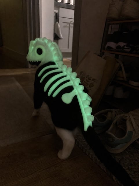 Tuxedo cat walking through a dim hallway in the glowing dinosaur costume