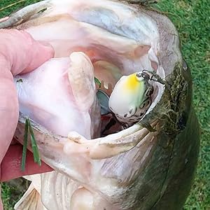 prop frog