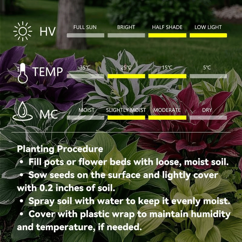 Hosta seedlings