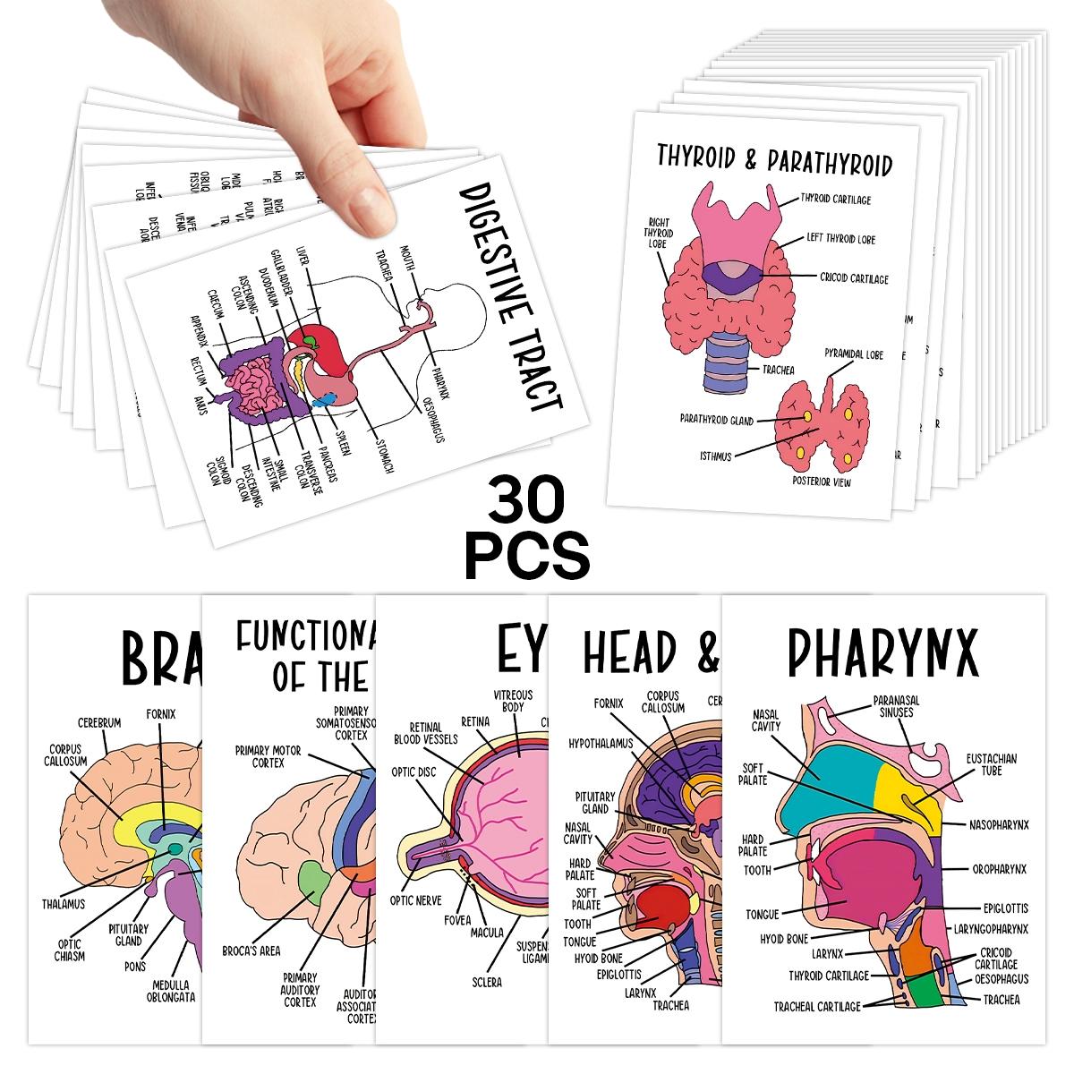 30 Pcs Human Anatomy Flash Cards – Study Guide for Medical and Nursing Staff, Anatomy & Physiology Cards – Anatomy Study Guide Reference Cards for Exam Preparation and Visual Learning, Flashcards For Studying 30 Pcs Human Anatomy Flash Cards – Study Guide for Medical and Nursing Staff, Anatomy & Physiology Cards – Anatomy Study Guide Reference Cards for Exam Preparation and Visual Learning, Flashcards For Studying