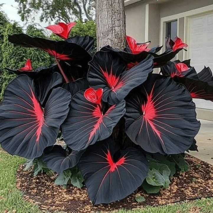 Giant Caladium foliage with large, colorful leaves