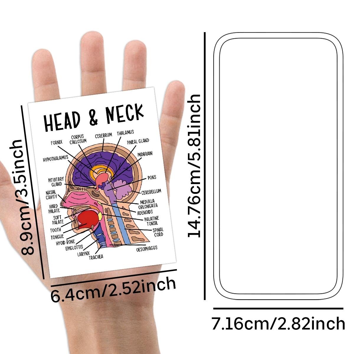 30 Pcs Human Anatomy Flash Cards – Study Guide for Medical and Nursing Staff, Anatomy & Physiology Cards – Anatomy Study Guide Reference Cards for Exam Preparation and Visual Learning, Flashcards For Studying 30 Pcs Human Anatomy Flash Cards – Study Guide for Medical and Nursing Staff, Anatomy & Physiology Cards – Anatomy Study Guide Reference Cards for Exam Preparation and Visual Learning, Flashcards For Studying
