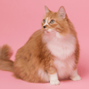 PET SUPPLIES