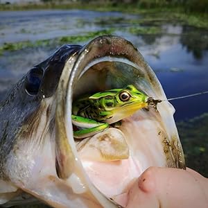 lunkerhunt-lunker-frog-green-tea
