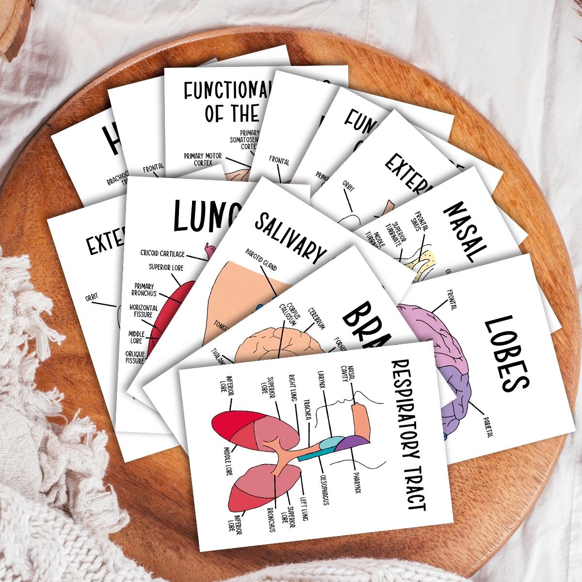 30 Pcs Human Anatomy Flash Cards – Study Guide for Medical and Nursing Staff, Anatomy & Physiology Cards – Anatomy Study Guide Reference Cards for Exam Preparation and Visual Learning, Flashcards For Studying 30 Pcs Human Anatomy Flash Cards – Study Guide for Medical and Nursing Staff, Anatomy & Physiology Cards – Anatomy Study Guide Reference Cards for Exam Preparation and Visual Learning, Flashcards For Studying