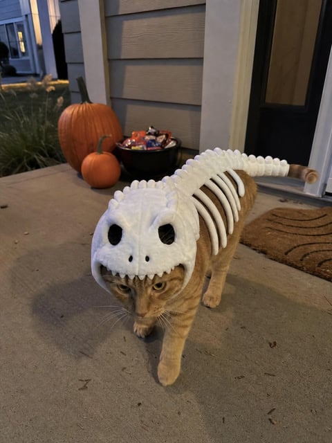Orange tabby in the white dinosaur costume on a Halloween porch