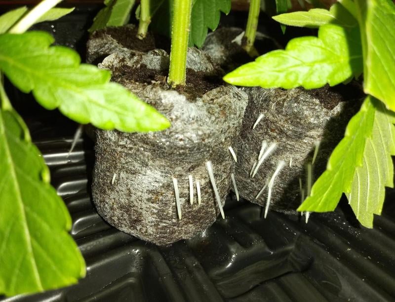 Product Introduction of Nuticos Rooting Powder , Rooting Hormone for Plant Cuttings and Strong Roots, Ultra Concentrated - Yields 50 Gallons plant fertilizer 5