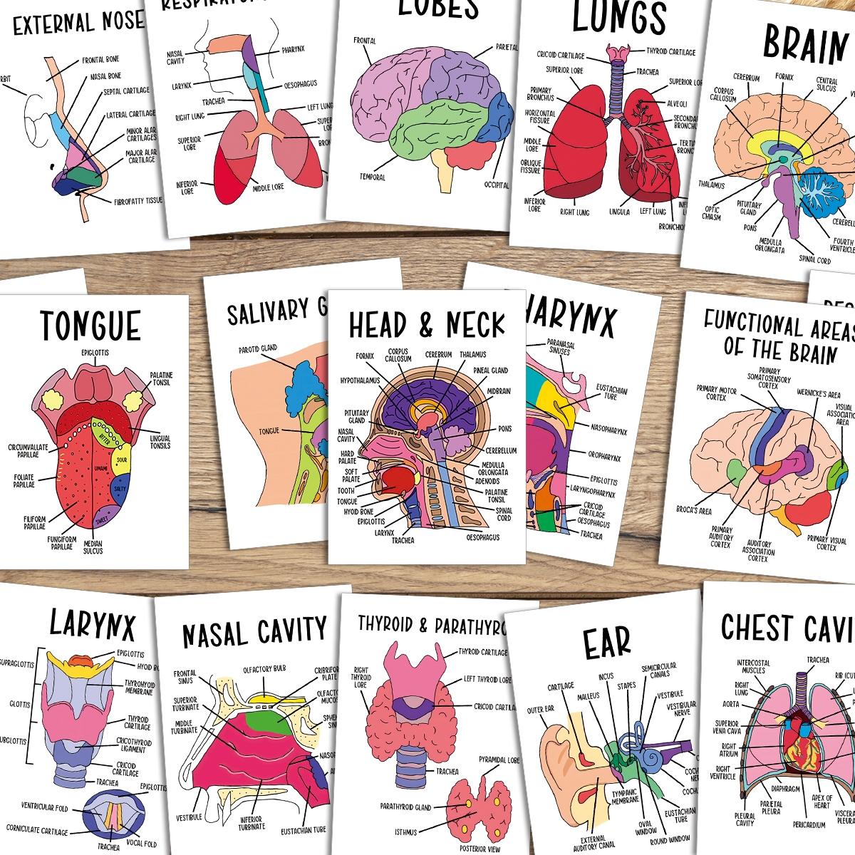 30 Pcs Human Anatomy Flash Cards – Study Guide for Medical and Nursing Staff, Anatomy & Physiology Cards – Anatomy Study Guide Reference Cards for Exam Preparation and Visual Learning, Flashcards For Studying 30 Pcs Human Anatomy Flash Cards – Study Guide for Medical and Nursing Staff, Anatomy & Physiology Cards – Anatomy Study Guide Reference Cards for Exam Preparation and Visual Learning, Flashcards For Studying
