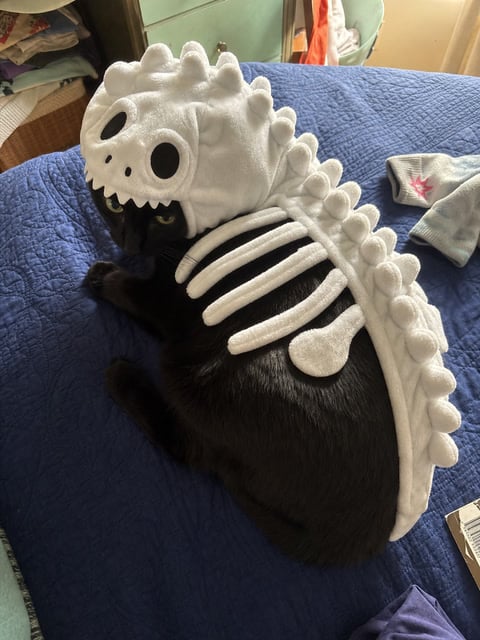 Black cat resting on a blue quilt in the white dinosaur costume