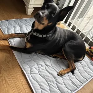 Reviewer Dog