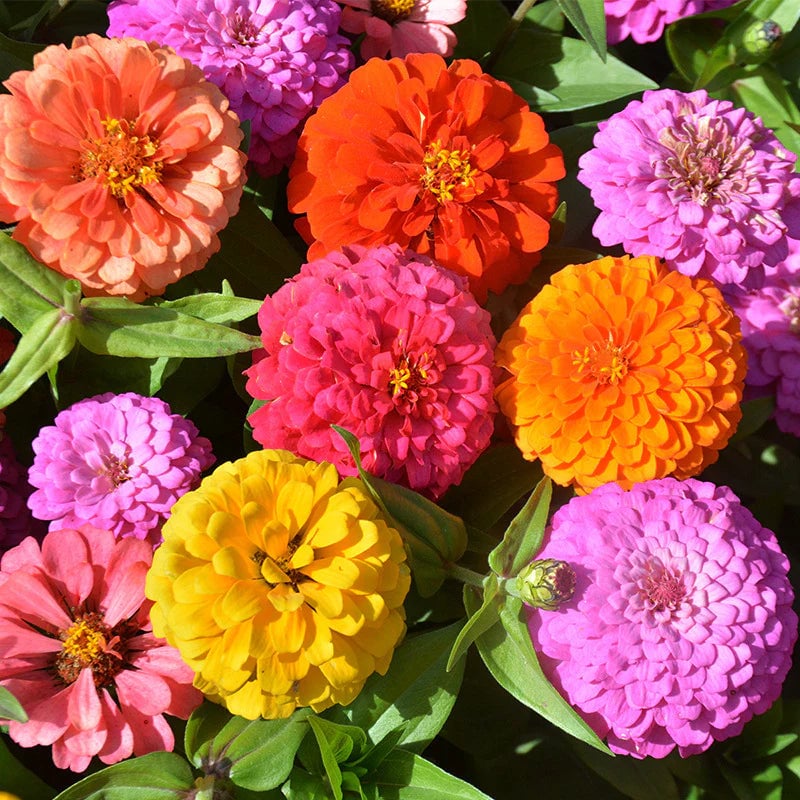California Giant Zinnia Mix