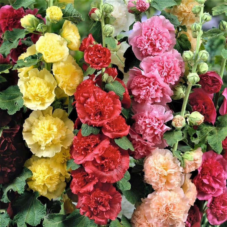 May include: A close-up of a bouquet of hollyhock flowers in various colors, including yellow, pink, red, and peach. The flowers are arranged in a cluster, with their petals overlapping and creating a soft, textured effect. The flowers are surrounded by green leaves and stems.