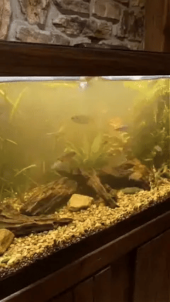 Aquarium water care tablet demonstration