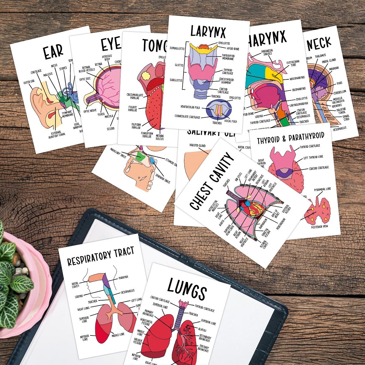 30 Pcs Human Anatomy Flash Cards – Study Guide for Medical and Nursing Staff, Anatomy & Physiology Cards – Anatomy Study Guide Reference Cards for Exam Preparation and Visual Learning, Flashcards For Studying 30 Pcs Human Anatomy Flash Cards – Study Guide for Medical and Nursing Staff, Anatomy & Physiology Cards – Anatomy Study Guide Reference Cards for Exam Preparation and Visual Learning, Flashcards For Studying