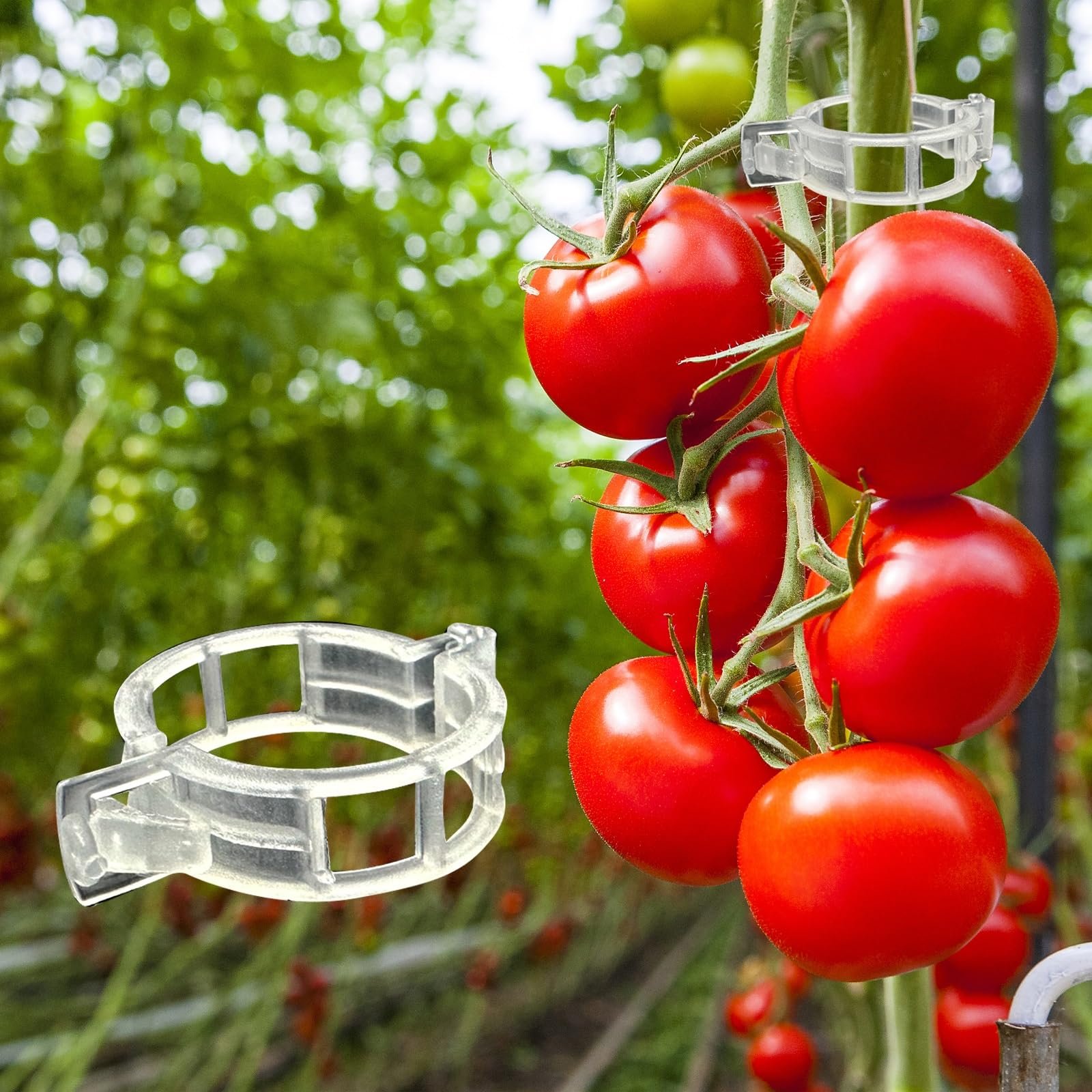 Tomato Support