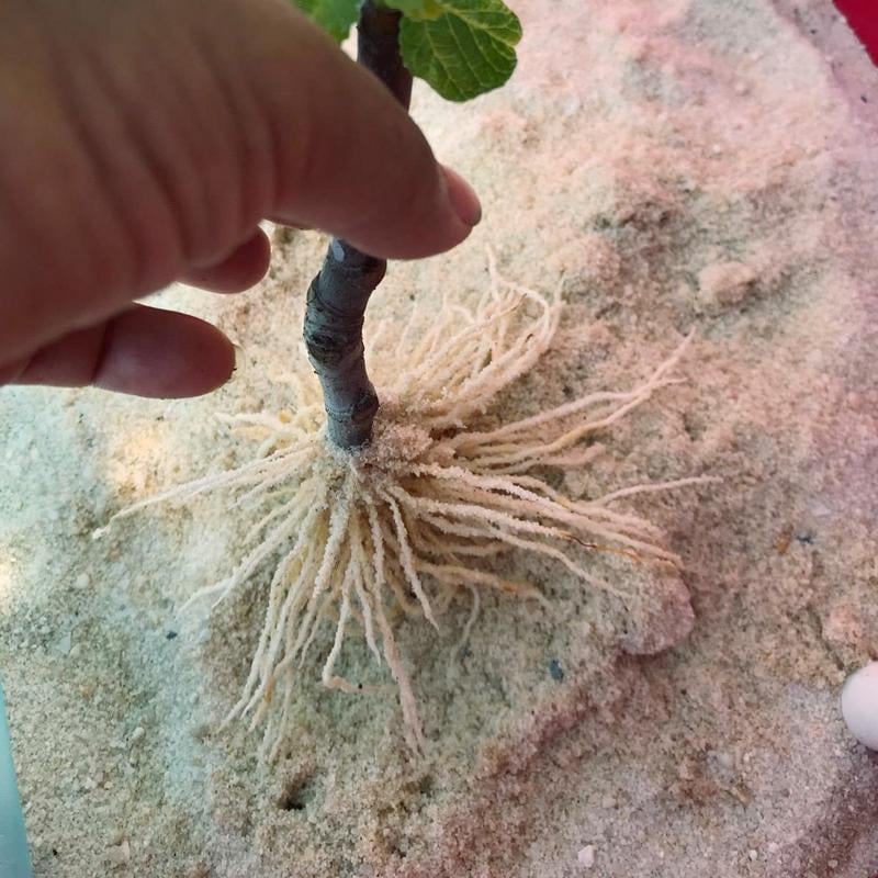 Product Introduction of Nuticos Rooting Powder , Rooting Hormone for Plant Cuttings and Strong Roots, Ultra Concentrated - Yields 50 Gallons plant fertilizer 3